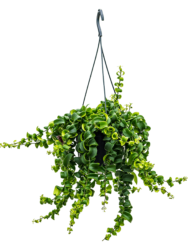 Aeschynanthus 'Rasta' Hanger - Foto 58316