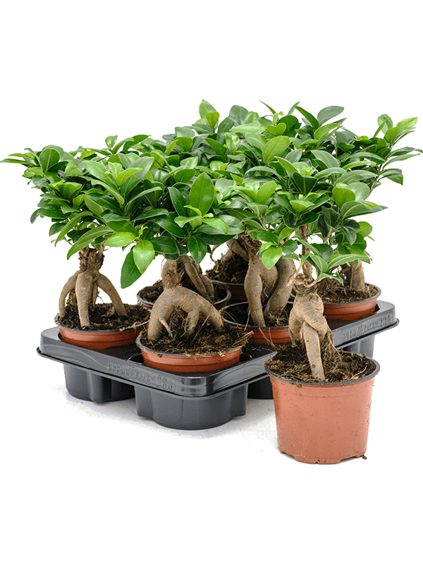 Ficus microcarpa 'Ginseng' 6/tray Bonsai - Foto 58319