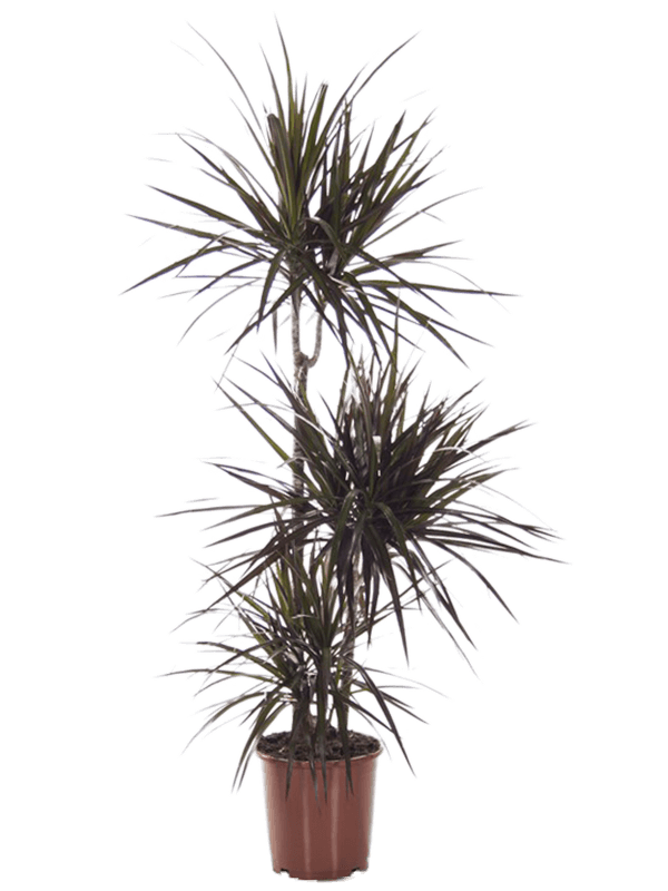 Dracaena marginata 'Magenta' 60-30-15 - Foto 58351