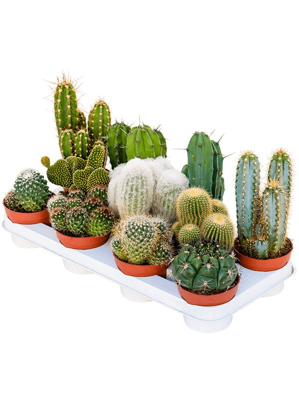 Cactus mix 11/tray - Foto 58370
