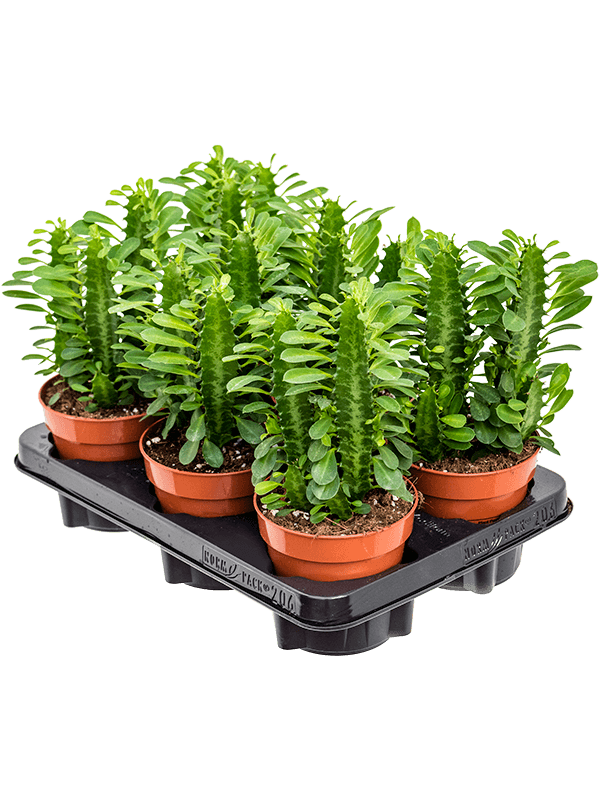 Euphorbia trigona 6/tray - Foto 58382