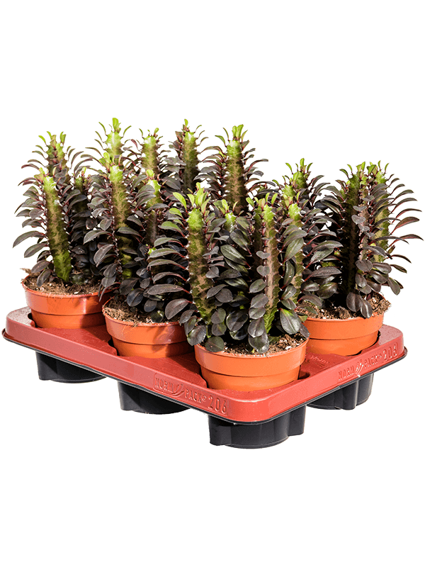 Euphorbia trigona 'Rubra' 6/tray Branched - Foto 58383
