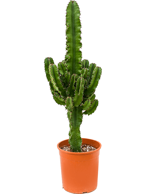 Euphorbia erytrea - Foto 58384