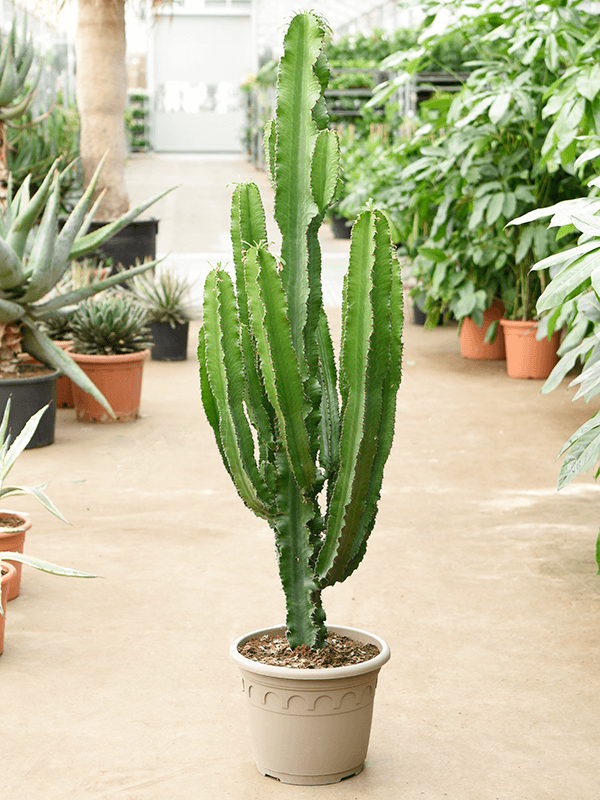 Euphorbia erytrea - Foto 58387