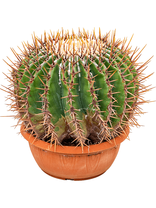 Echinocactus ingens - Foto 58401