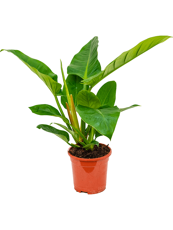 Philodendron `Imperial Green' - Foto 58550