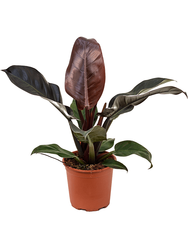 Philodendron `Imperial Red' Bush - Foto 58551