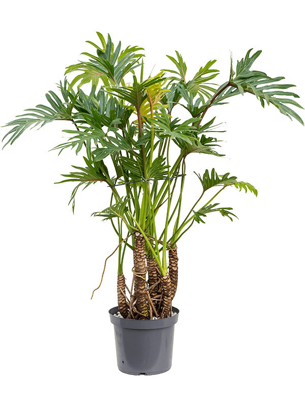 Philodendron 'Xantal' - Foto 58555
