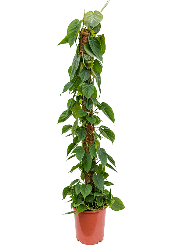 Philodendron scandens On moss-pole 150 - Foto 58560