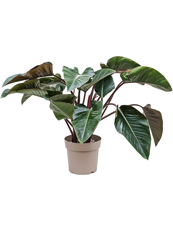 Philodendron 'Red Beauty' Bush - Foto 58565