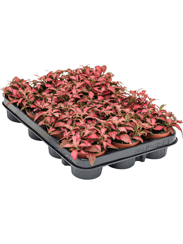 Fittonia 'Forest Flame' 12/tray - Foto 58572