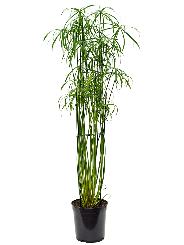 Cyperus alternifolius 'Glaber Tuft - Foto 58584