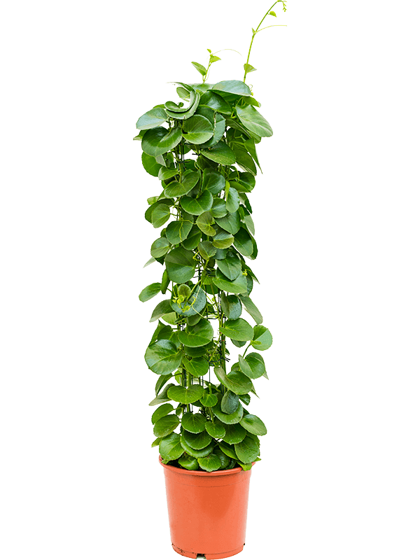 Cissus rotundifolia Column - Foto 58586