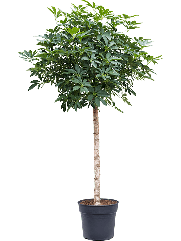 Schefflera arboricola 'Compacta' Stem - Foto 58595