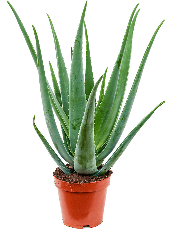 Aloe vera barbadensis - Foto 58699