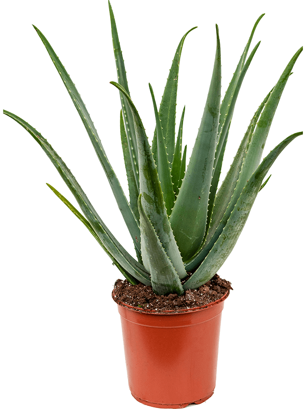 Aloe vera barbadensis - Foto 58700