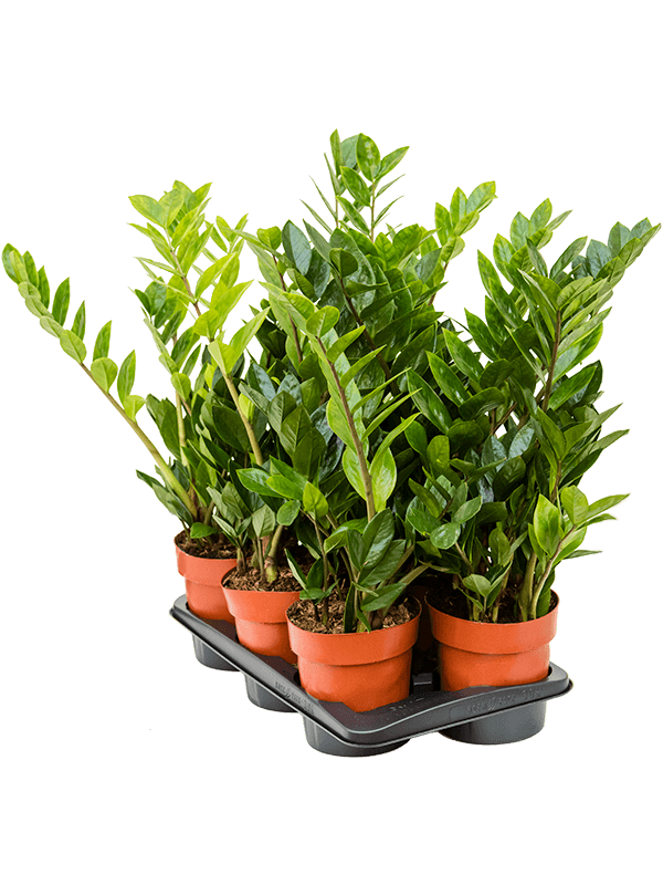 Zamioculcas zamiifolia 6/tray Tuft - Foto 58710