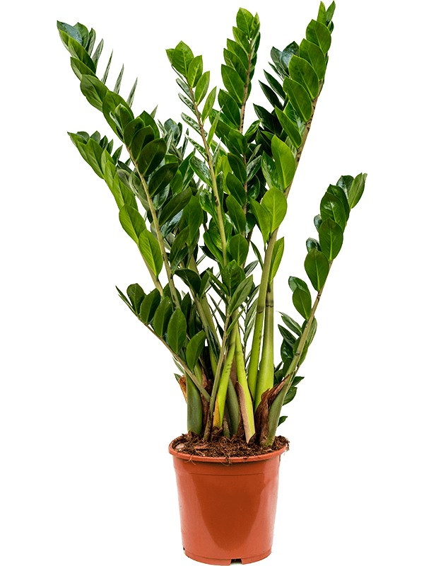 Zamioculcas zamiifolia - Foto 58711