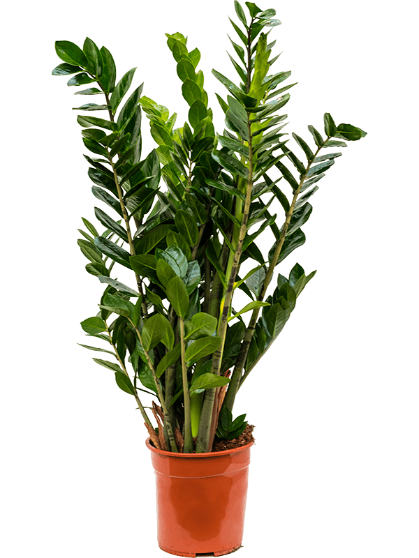 Zamioculcas zamiifolia - Foto 58712