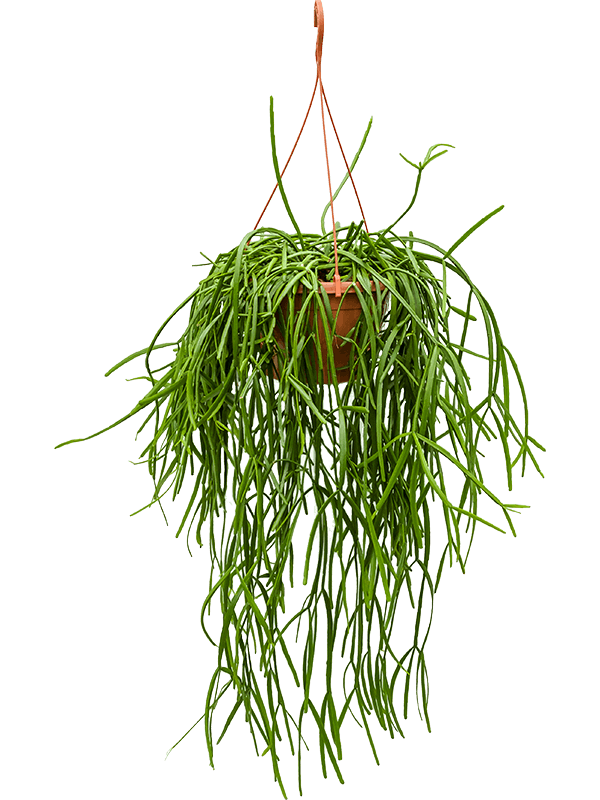 Rhipsalis trigona Hanging plant - Foto 58762