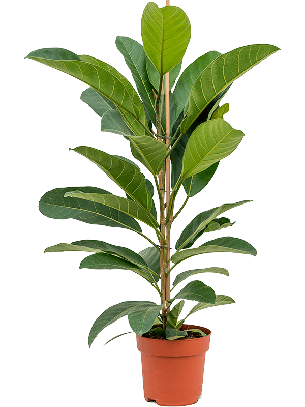 Ficus benghalensis 'Roy' Tuft - Foto 58797