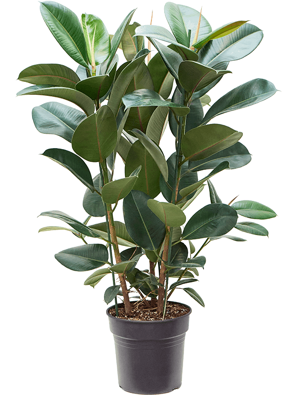 Ficus elastica 'Robusta' Tuft - Foto 58809