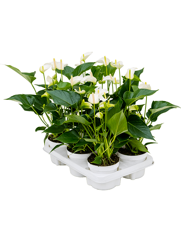 Anthurium andraeanum 'White Champion' 6/tray White - Foto 58825