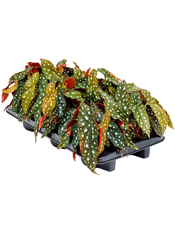 Begonia 'Maculata' 6/tray - Foto 58833