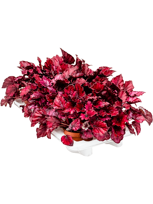 Begonia 'Redbull' 6/tray - Foto 58835