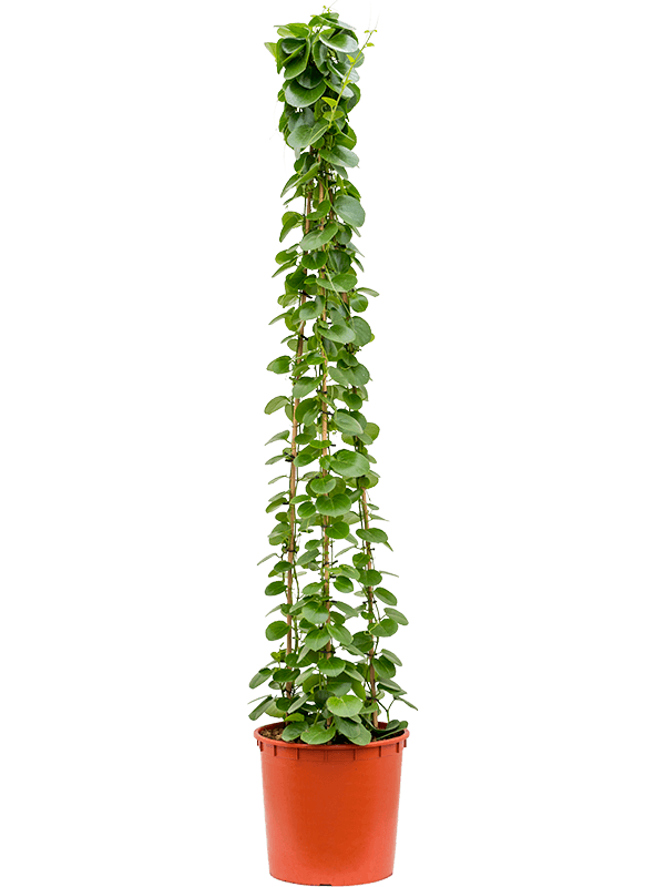 Cissus rotundifolia Pyramid - Foto 58869