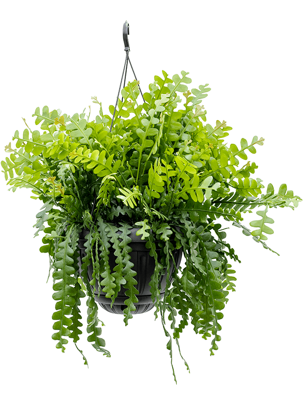 Epiphyllum anguliger Hanging plant - Foto 58878