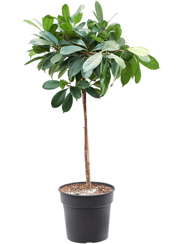Ficus cyathistipula Stem - Foto 58882