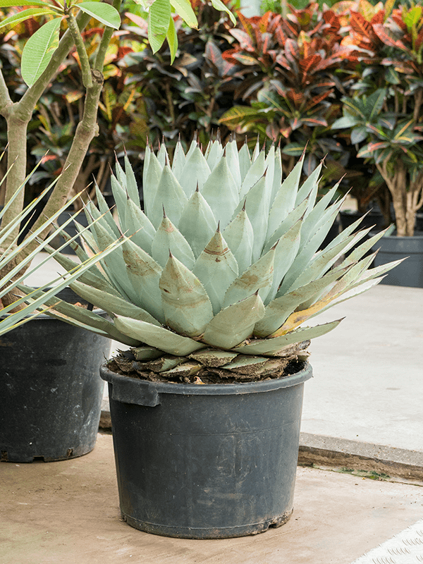 Agave parryi - Foto 58913