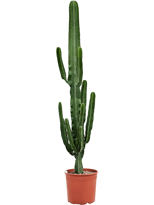 Euphorbia erytrea - Foto 58916