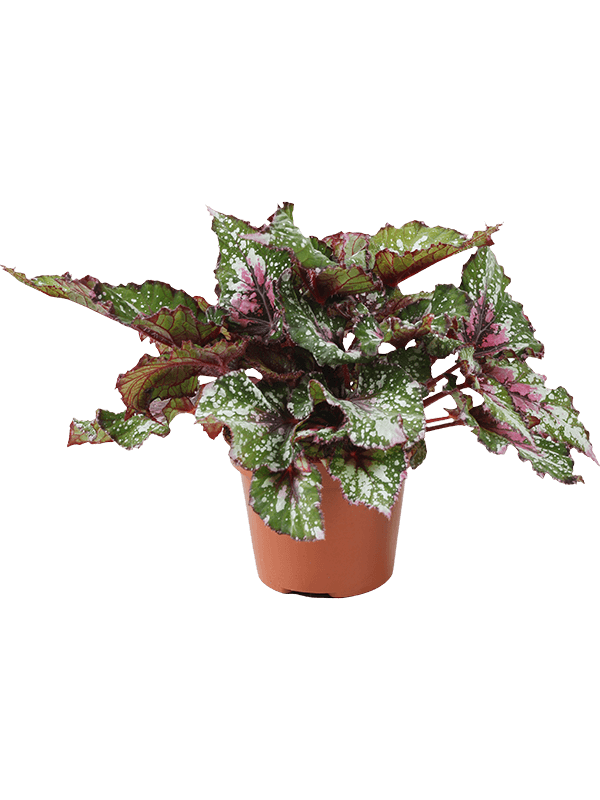 Begonia 'Alaska Creek' 4/tray - Foto 58943