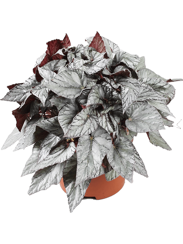 Begonia 'Arctic Breeze' 4/tray - Foto 58945