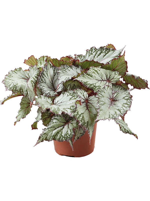 Begonia 'Asian Tundra' 6/tray - Foto 58946