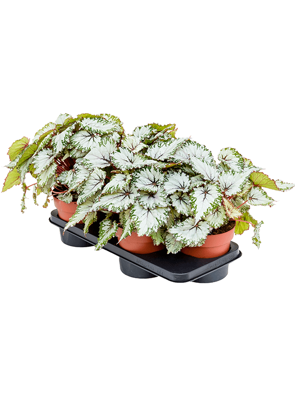 Begonia 'AsianTundra' 4/tray - Foto 58947
