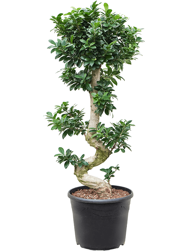 Ficus microcarpa 'Compacta' - Foto 58963