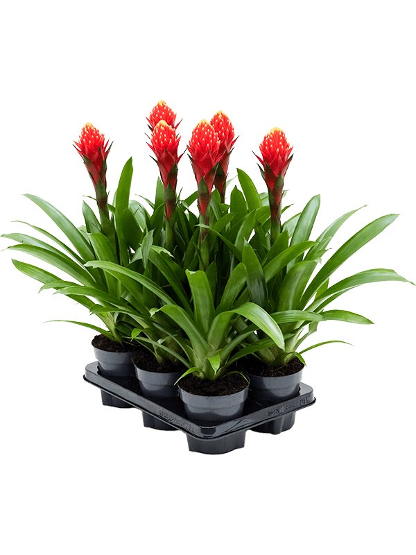 Guzmania 'Torch' 6/tray Orange/yellow - Foto 58964