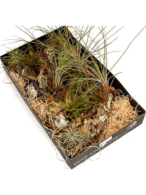 Tillandsia arrangement 2/box Airplant - Foto 58983