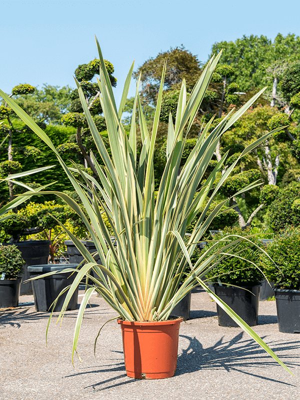 Phormium tenax 'Variegatum' - Foto 59012