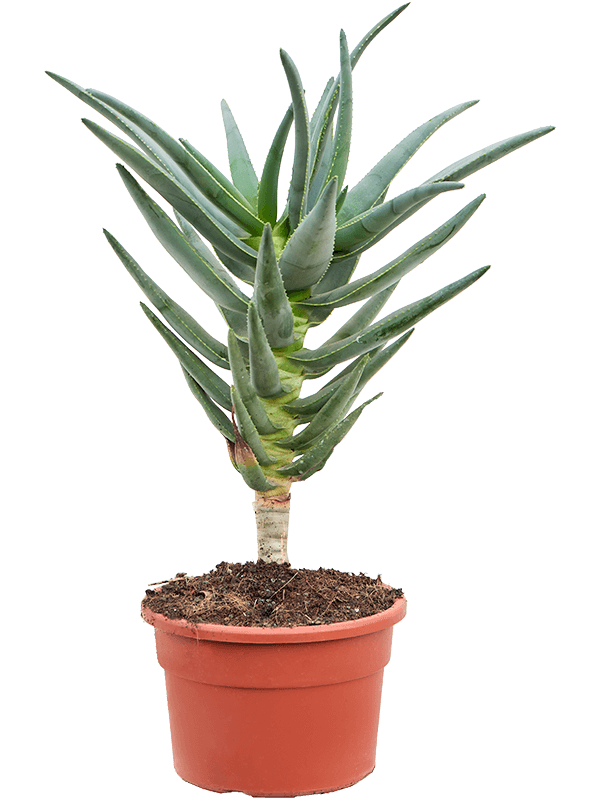 Aloe dichotoma - Foto 59025