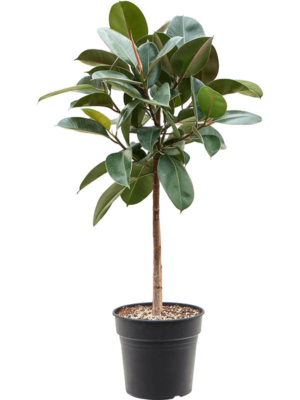 Ficus elastica 'Robusta' Stem - Foto 59040