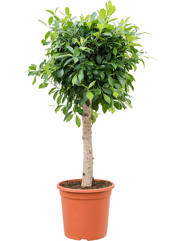 Ficus microcarpa ‘Nitida’ - Foto 59072