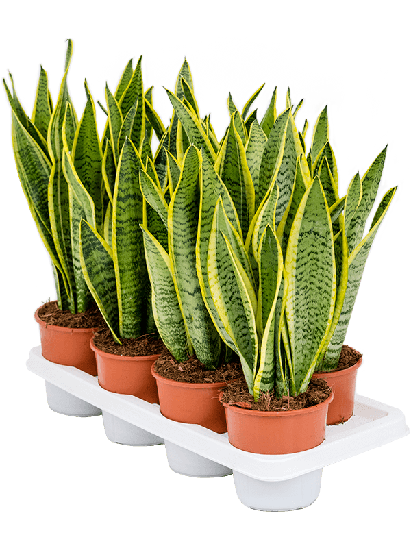 Sansevieria trifasciata 'Laurentii' 4/tray, 20648 - Foto 59080