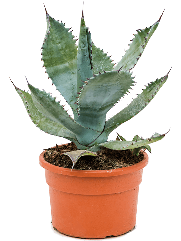 Agave colorata - Foto 59087