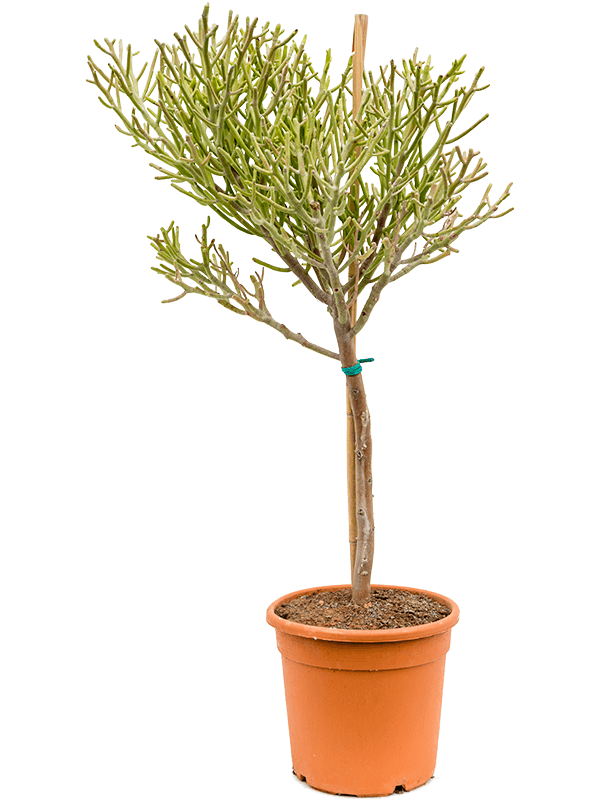 Euphorbia fiherenensis - Foto 59097