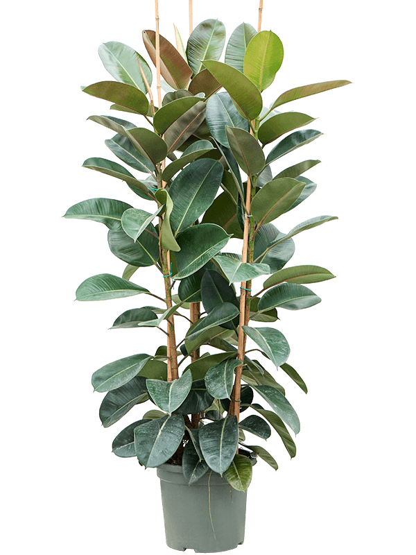 Ficus elastica 'Robusta' Tuft 3pp - Foto 59114