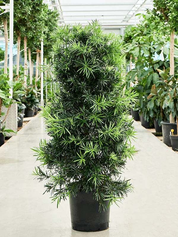 Podocarpus macrophyllus Bush - Foto 59138